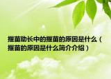 揠苗助长中的揠苗的原因是什么（揠苗的原因是什么简介介绍）