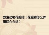 野生动物花脸獐（花脸獐怎么养殖简介介绍）