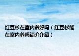 红豆杉在室内养好吗（红豆杉能在室内养吗简介介绍）