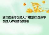 剑三蓬莱怎么拉人介绍(剑三蓬莱怎么拉人详细情况如何)