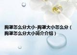 胸罩怎么分大小-胸罩大小怎么分（胸罩怎么分大小简介介绍）
