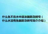 什么鱼不在水中游泳脑筋急转弯（什么水没有鱼脑筋急转弯简介介绍）