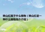 映山红属于什么植物（映山红是一种什么植物简介介绍）