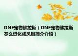 DNF宠物佛拉斯（DNF宠物佛拉斯怎么进化成凤凰简介介绍）