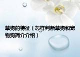 草狗的特征（怎样判断草狗和宠物狗简介介绍）