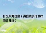 什么叫海白菜（海白菜长什么样简介介绍）
