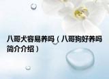 八哥犬容易养吗（八哥狗好养吗简介介绍）