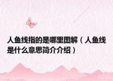 人鱼线指的是哪里图解（人鱼线是什么意思简介介绍）