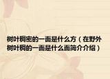 树叶稠密的一面是什么方（在野外树叶稠的一面是什么面简介介绍）