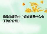 像偷油婆的虫（偷油婆是什么虫子简介介绍）
