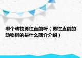 哪个动物勇往直前呀（勇往直前的动物指的是什么简介介绍）