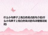 什么小鸟脖子上有白色斑点的鸟介绍(什么小鸟脖子上有白色斑点的鸟详细情况如何)