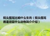 摇头摆尾比喻什么生肖（摇头摆尾善逢迎是什么动物简介介绍）