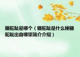 骆驼趾是哪个（骆驼趾是什么梗骆驼趾出自哪里简介介绍）