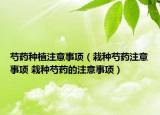 芍药种植注意事项（栽种芍药注意事项 栽种芍药的注意事项）