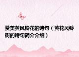 赞美黄风铃花的诗句（黄花风铃树的诗句简介介绍）