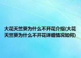 大花天竺葵为什么不开花介绍(大花天竺葵为什么不开花详细情况如何)