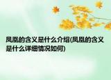 凤凰的含义是什么介绍(凤凰的含义是什么详细情况如何)