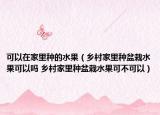 可以在家里种的水果（乡村家里种盆栽水果可以吗 乡村家里种盆栽水果可不可以）