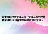 家里可以种植金银花吗（金银花家里种盆栽可以吗 金银花家里种盆栽可不可以）