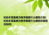 松柏本孤直难为桃李颜是什么植物介绍(松柏本孤直难为桃李颜是什么植物详细情况如何)