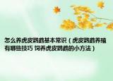 怎么养虎皮鹦鹉基本常识（虎皮鹦鹉养殖有哪些技巧 饲养虎皮鹦鹉的小方法）