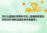 为什么盆栽在家里养不活（盆栽放家里没死可以吗 哪些盆栽在家中容易养）