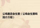 公鸡是否会生蛋（公鸡会生蛋吗简介介绍）