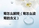 菊怎么解释（菊怎么读 菊的含义）