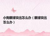 小狗眼球突出怎么办（眼球突出怎么办）