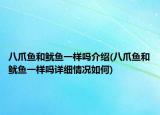 八爪鱼和鱿鱼一样吗介绍(八爪鱼和鱿鱼一样吗详细情况如何)