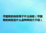 带翅膀的蚂蚁属于什么蚂蚁（带翅膀的蚂蚁是什么品种啊简介介绍）