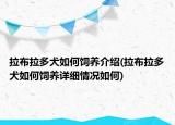 拉布拉多犬如何饲养介绍(拉布拉多犬如何饲养详细情况如何)