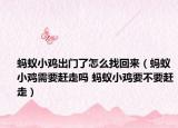 蚂蚁小鸡出门了怎么找回来（蚂蚁小鸡需要赶走吗 蚂蚁小鸡要不要赶走）