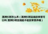 澳洲杉树怎么养（澳洲杉树盆栽放家里可以吗 澳洲杉树盆栽能不能放家里养植）