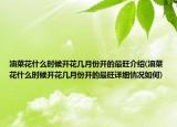 油菜花什么时候开花几月份开的最旺介绍(油菜花什么时候开花几月份开的最旺详细情况如何)
