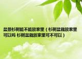 盆景杉树能不能放家里（杉树盆栽放家里可以吗 杉树盆栽放家里可不可以）