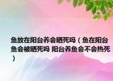 鱼放在阳台养会晒死吗（鱼在阳台鱼会被晒死吗 阳台养鱼会不会热死）
