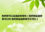 枇杷树可以盆栽放家里吗（枇杷树盆栽家里可以吗 枇杷树盆栽家里可不可以）