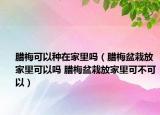 腊梅可以种在家里吗（腊梅盆栽放家里可以吗 腊梅盆栽放家里可不可以）