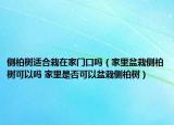 侧柏树适合栽在家门口吗（家里盆栽侧柏树可以吗 家里是否可以盆栽侧柏树）