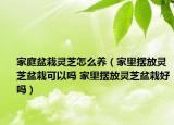 家庭盆栽灵芝怎么养（家里摆放灵芝盆栽可以吗 家里摆放灵芝盆栽好吗）