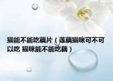 猫能不能吃藕片（莲藕猫咪可不可以吃 猫咪能不能吃藕）