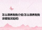 怎么领养狗狗介绍(怎么领养狗狗详细情况如何)