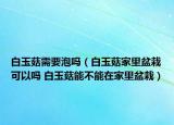 白玉菇需要泡吗（白玉菇家里盆栽可以吗 白玉菇能不能在家里盆栽）