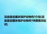 混血狼是国家保护动物吗?介绍(混血狼是国家保护动物吗?详细情况如何)