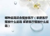 哪种盆栽适合摆放客厅（家庭客厅摆放什么盆栽 家庭客厅摆放什么盆栽）