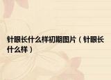 针眼长什么样初期图片（针眼长什么样）