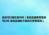 金桔可以栽在室内吗（金桔盆栽家里装饰可以吗 金桔盆栽能不能放在家里装饰）