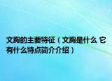 文胸的主要特征（文胸是什么 它有什么特点简介介绍）